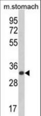 Western blot of CDIPT Antibody in mouse stomach tissue lysates (35 ug/lane). CDIPT (arrow) was detected using the purified antibody.