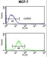 CDIPT Antibody flow cytometry of MCF-7 cells (bottom histogram) compared to a negative control cell (top histogram). FITC-conjugated goat-anti-rabbit secondary antibodies were used for the analysis.