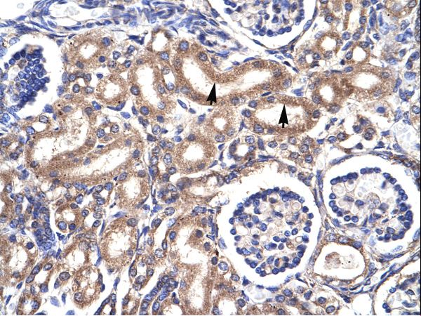 CDK1 antibody LS-C29823 was used in IHC to stain formalin-fixed, paraffin-embedded human kidney.