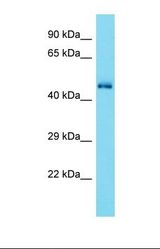 Western blot of Mouse Brain. Cdk15 antibody dilution 1.0 ug/ml.