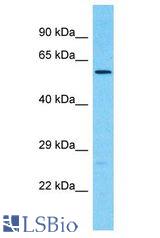 CDK17 / PCTK2 / PCTAIRE2 antibody Western Blot of 293T. Antibody dilution: 1 ug/ml.
