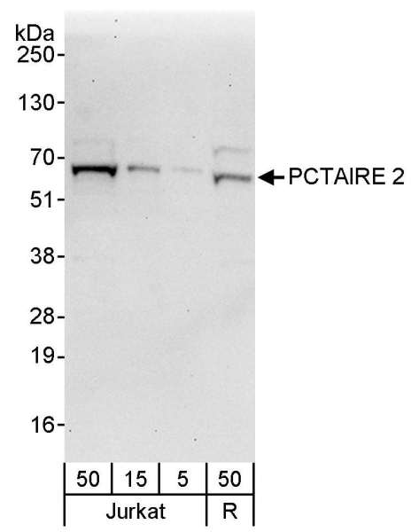 Detection of Human PCTAIRE 2 by Western Blot. Samples: Whole cell lysate from Jurkat (5, 15 and 50 ug) and Ramos (R; 50 ug) cells. Antibodies: Affinity purified rabbit anti-PCTAIRE 2 antibody used for WB at 0.4 ug/ml. Detection: Chemiluminescence with an exposure time of 30 seconds.
