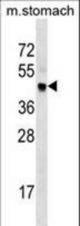 Mouse Cdk20 Antibody western blot of mouse stomach tissue lysates (35 ug/lane). The Cdk20 antibody detected the Cdk20 protein (arrow).