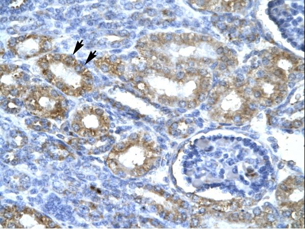 CDK7 antibody LS-C30821 was used in IHC to stain formalin-fixed, paraffin-embedded human kidney.