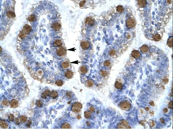CDK7 antibody LS-C30821 was used in IHC to stain formalin-fixed, paraffin-embedded human intestine.