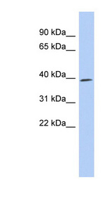 CDK7 antibody LS-C112378 Western blot of THP-1 cell lysate.
