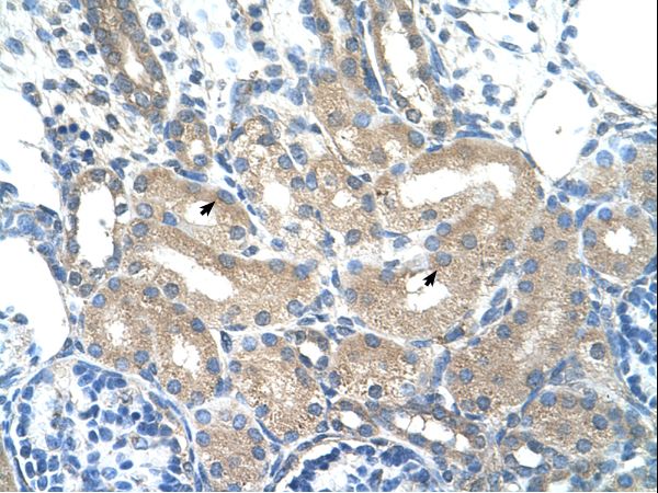 ADH1B antibody LS-C31965 was used in IHC to stain formalin-fixed, paraffin-embedded human kidney.
