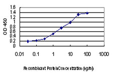 Detection limit for recombinant GST tagged CDKL1 is approximately 0.1 ng/ml as a capture antibody.
