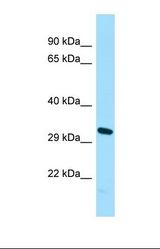 Western blot of U937. NUGGC antibody dilution 1.0 ug/ml.