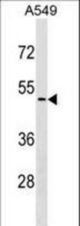 CDKL4 Antibody western blot of A549 cell line lysates (35 ug/lane). The CDKL4 antibody detected the CDKL4 protein (arrow).