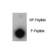 Dot blot of anti-Phospho-P21CIP1-T57 Antibody on nitrocellulose membrane. 50ng of Phospho-peptide or Non Phospho-peptide per dot were adsorbed. Antibody working concentrations are 0.5ug per ml.