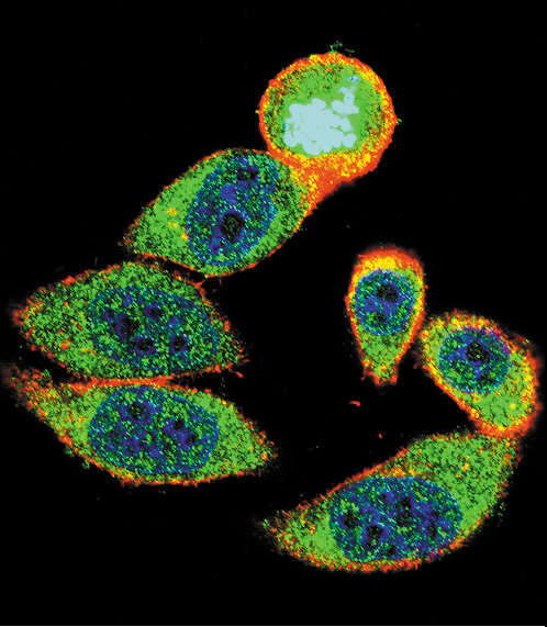 Confocal immunofluorescent of 27Kip1 Antibody with HeLa cell followed by Alexa Fluor 488-conjugated goat anti-rabbit lgG (green). Actin filaments have been labeled with Alexa Fluor 555 phalloidin (red). DAPI was used to stain the cell nuclear (blue).