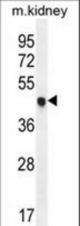 CDKN1C Antibody western blot of mouse kidney tissue lysates (35 ug/lane). The CDKN1C antibody detected the CDKN1C protein (arrow).