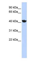 ADH4 antibody Western Blot of HepG2 cell lysate.