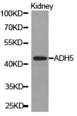 Western blot of extracts of kidney cell lines, using ADH5 antibody.