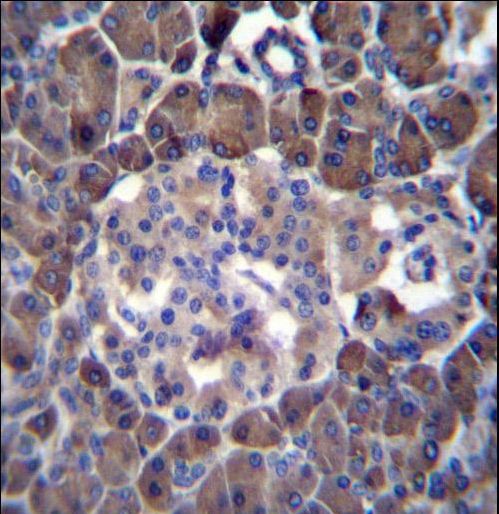 MLM Antibody immunohistochemistry of formalin-fixed and paraffin-embedded human pancreas tissue followed by peroxidase-conjugated secondary antibody and DAB staining.