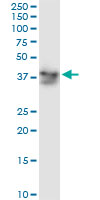 ADH5 monoclonal antibody (M01), clone 12F7. Western Blot analysis of ADH5 expression in K-562.