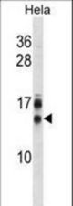 CDKN2B Antibody western blot of HeLa cell line lysates (35 ug/lane). The CDKN2B antibody detected the CDKN2B protein (arrow).