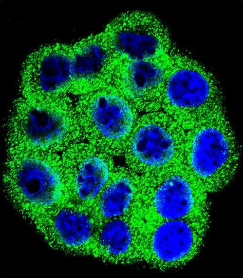 Confocal immunofluorescent of CDKN2B Antibody with HeLa cell followed by Alexa Fluor 488-conjugated goat anti-rabbit lgG (green). DAPI was used to stain the cell nuclear (blue).