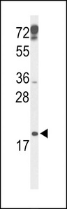 Western blot of p19 Antibody in mouse testis tissue lysates (35 ug/lane). p19 (arrow) was detected using the purified antibody.