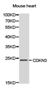 Western blot of extracts of mouse heart cell line, using CDKN3 antibody.