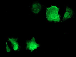Anti-CDKN3 mouse monoclonal antibody immunofluorescent staining of COS7 cells transiently transfected by pCMV6-ENTRY CDKN3.