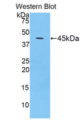 Western blot of recombinant CDNF / ARMETL1.