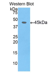 Western blot of recombinant CDNF / ARMETL1.