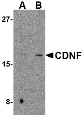 Western blot of CDNF in mouse brain tissue lysate with CDNF antibody at (A) 2 and (B) 4 ug/ml.