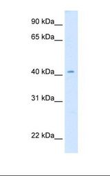 Drosophila cell lysate. Antibody concentration: 1.0 ug/ml. Gel concentration: 12%.