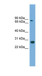 CDX1 antibody LS-C116038 Western blot of Mouse Muscle lysate.