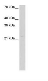 HepG2 Cell Lysate