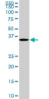 CDX4 monoclonal antibody (M01), clone 1G12. Western Blot analysis of CDX4 expression in Raw 264.7.