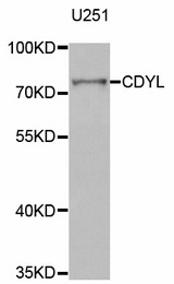 Western blot analysis of extracts of U251 cell line, using CDYL antibody.