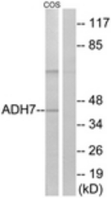 Western blot of extracts from COS7 cells, using ADH7 Antibody. The lane on the right is treated with the synthesized peptide.