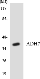 Western blot of the lysates from HeLa cells using ADH7 antibody.