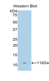 Western blot of recombinant CEACAM7.
