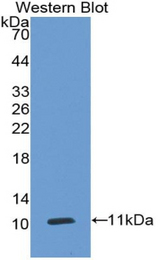 Western blot of recombinant CEACAM7.