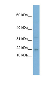 CEBPG / CEBP Gamma antibody LS-C108045 Western blot of PANC1 cell lysate.