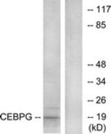 Western blot of extracts from RAW264.7 cells, using CEBPG Antibody. The lane on the right is treated with the synthesized peptide.