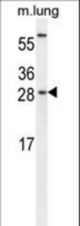 CEBPG Antibody western blot of mouse lung tissue lysates (35 ug/lane). The CEBPG antibody detected the CEBPG protein (arrow).