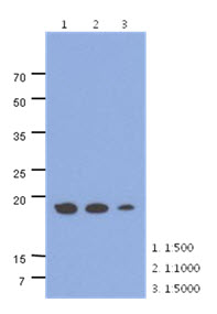 Western Blot: The cell lysates of HepG2 (40 ug) were resolved by SDS-PAGE, transferred to PVDF membrane and probed with anti-human ADI1 antibody (1:500 ~ 1:1000). Proteins were visualized using a goat anti-mouse secondary antibody conjugated to HRP and an ECL detection system.
