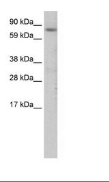Fetal Thymus Lysate