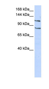 CEBPZ / CBF antibody LS-C110307 Western blot of 293T cell lysate.