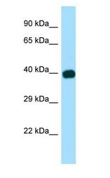 CED6 / GULP1 antibody Western Blot of Fetal Brain.
