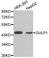 Western blot analysis of extracts of various cell lines, using GULP1 antibody.