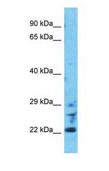 Western blot of GULP1 Antibody with human HepG2 Whole Cell lysate.
