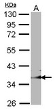 Sample (30 ug of whole cell lysate). A: NIH-3T3. 10% SDS PAGE. GULP1 antibody. CED6 / GULP1 antibody diluted at 1:1000.