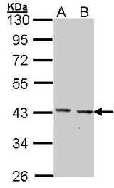 Sample (30 ug of whole cell lysate). A: Hep G2 . , B: Molt-4 . 10% SDS PAGE. CED6 / GULP1 antibody diluted at 1:1000.