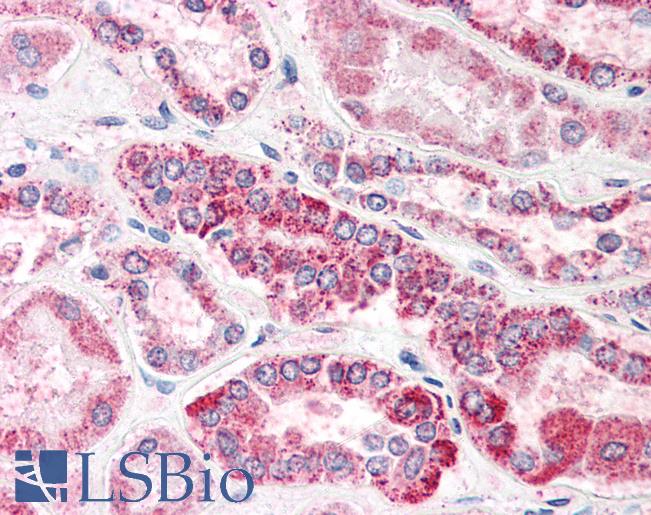 Anti-GULP1 / CED6 antibody IHC of human kidney. Immunohistochemistry of formalin-fixed, paraffin-embedded tissue after heat-induced antigen retrieval. Antibody LS-B2273 concentration 5 ug/ml.